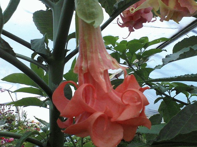 бругмансия красная бругмансия красная