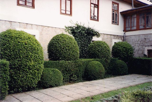 дизайн бирючина дизайн бирючина