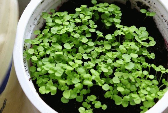 агератум из семян агератум из семян