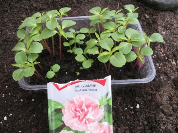 бальзамин из семян бальзамин из семян