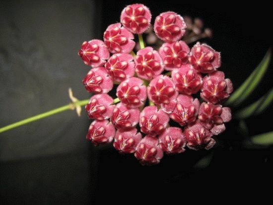 Хойя фото Хойя фото