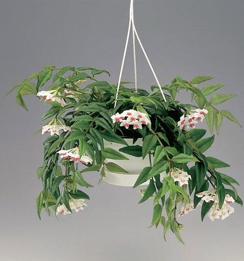 хойя пересадка хойя пересадка