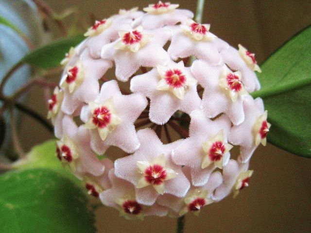 хойя выращивание уход хойя выращивание уход