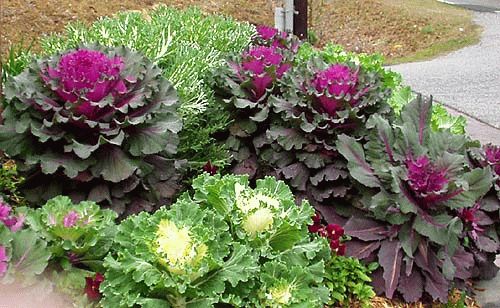 сорта декоративной капусты сорта декоративной капусты