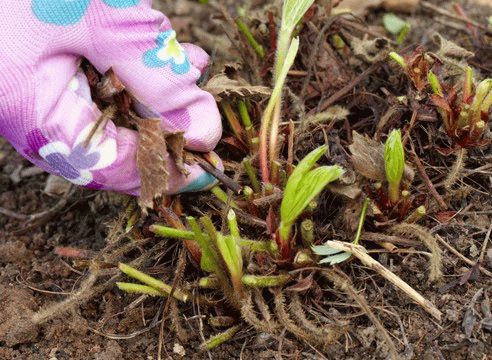 уход за клубникой уход за клубникой