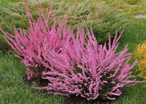 вереск сад вереск сад