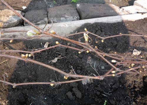 виноград весной виноград весной