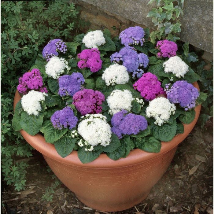 зимовка агератума зимовка агератума