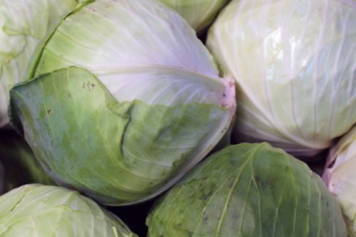 Как выращивать капусту Выращивание белокочанной капусты из семян