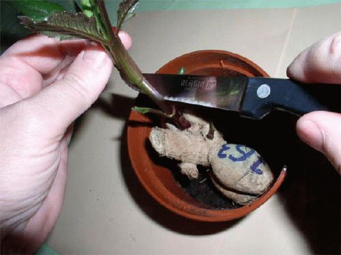 черенкование георгин черенкование георгин