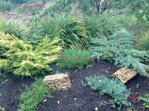 хвойные растения  хвойные растения