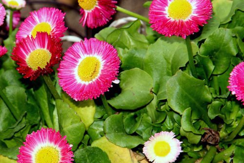 Выращивание семенами маргариток на клумбе Как вырастить в саду маргаритки из семян