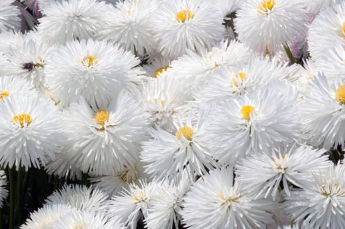 Выращивание маргариток в саду из семян Как выращивать в саду маргаритки