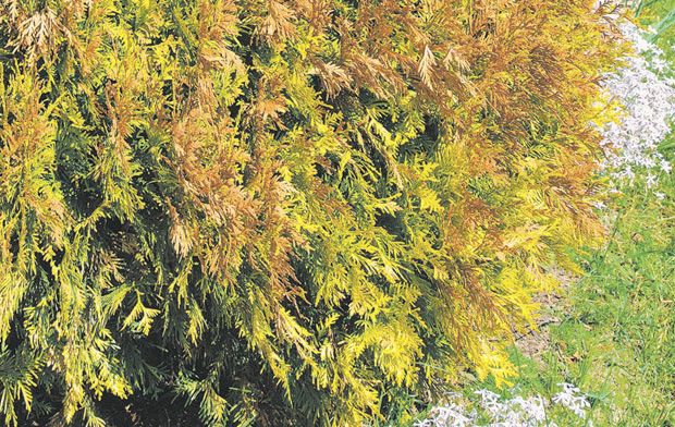 ожоги хвойных весной ожоги хвойных весной