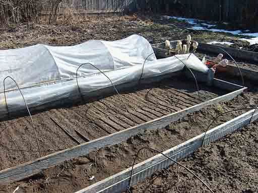 посев астр под зиму посев астр под зиму