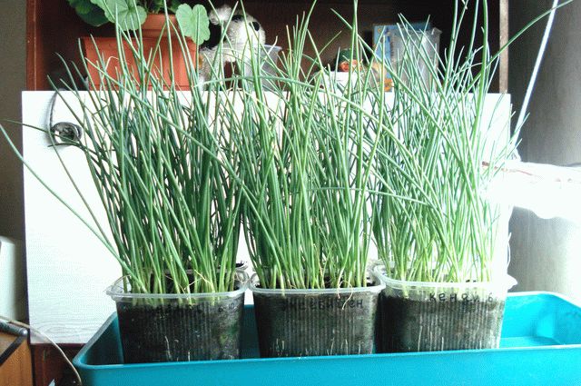 рассада лука рассада лука