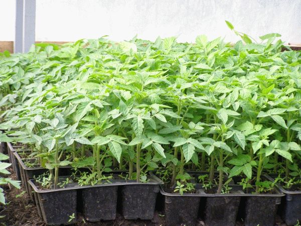 рассада овощей рассада овощей