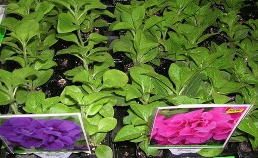 rassada-tsvetov  rassada-tsvetov