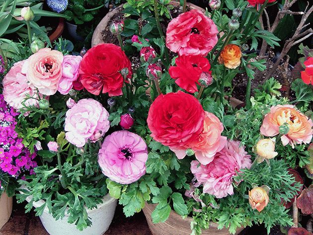 лютики в горшках лютики в горшках