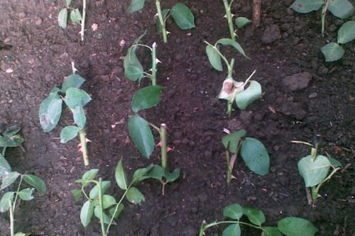 размножение роз черенками Укоренение черенков роз