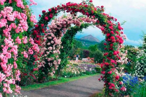 плетистая роза Как запустить плетистую розу по арке