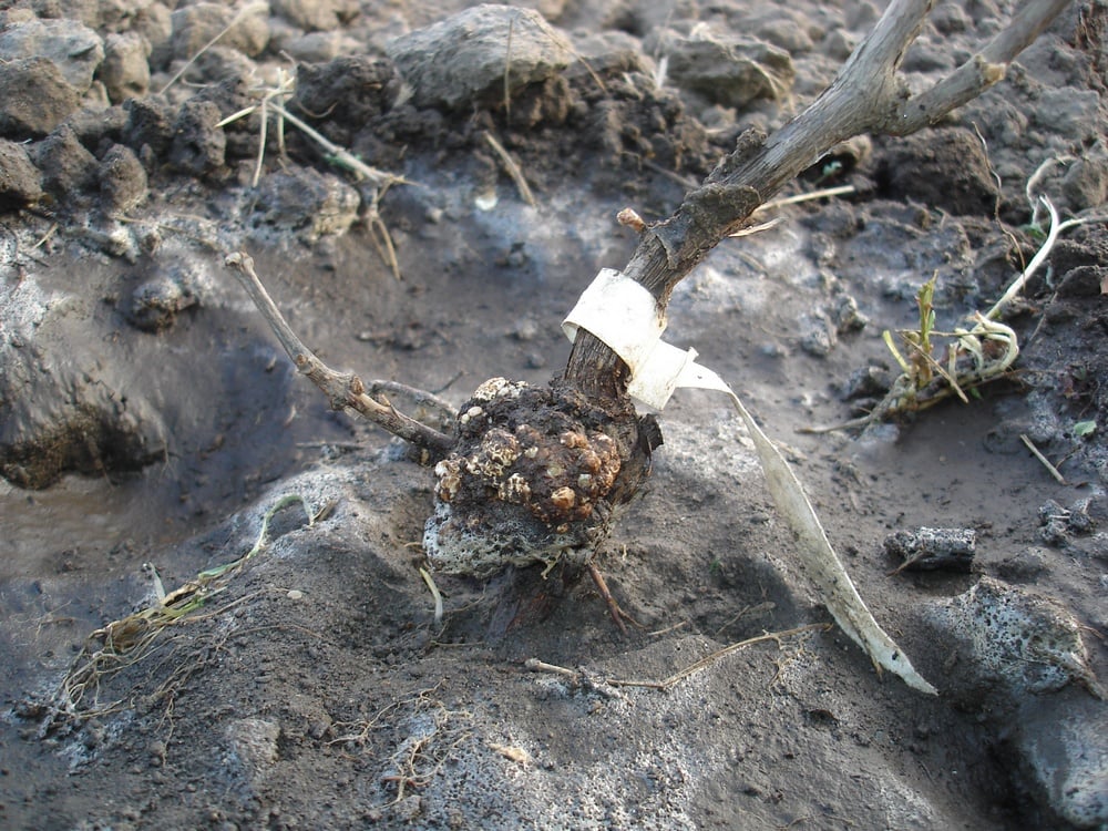 бактериальный рак бактериальный рак