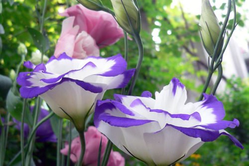 Уход за эустомой в саду не прост Посадка и уход за эустомой в саду