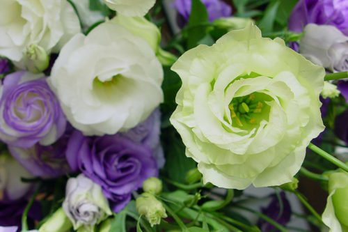 Как ухаживать за эустомой для красивого цветения Как ухаживать за эустомой в домашних условиях