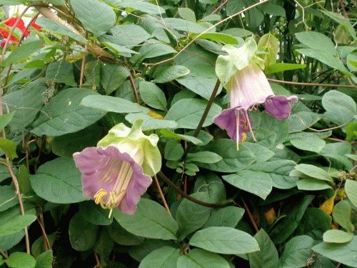 кобея в саду кобея в саду