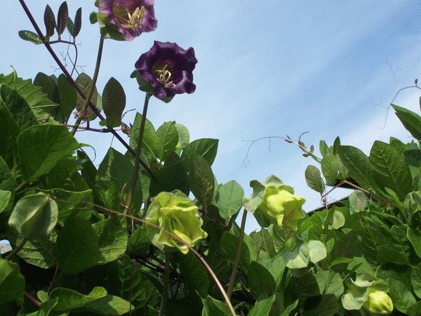 кобея выращивание кобея выращивание