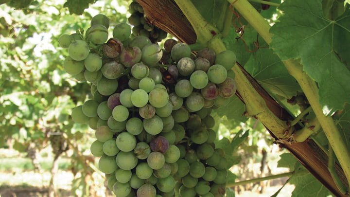 оидиум оидиум