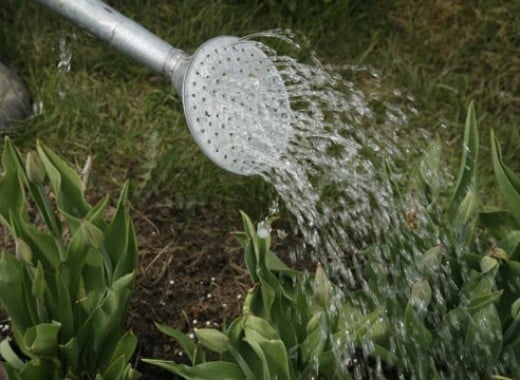 подкормка растений подкормка растений