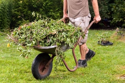 сорняки для удобрения сорняки для удобрения