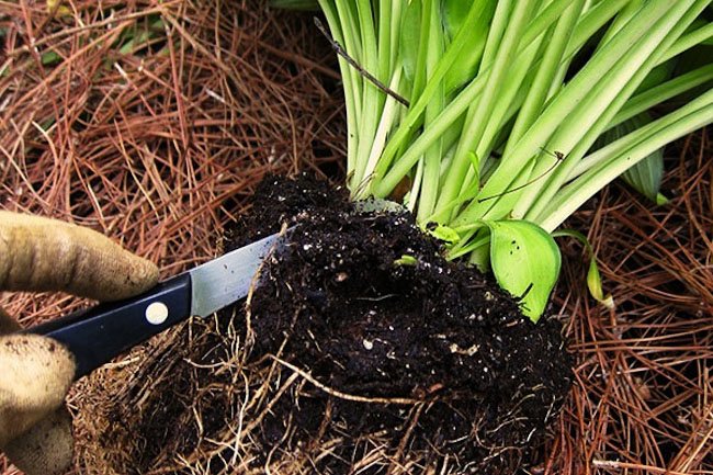 деление многолетников осенью деление многолетников осенью