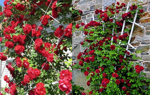 решетка для растений решетка для растений