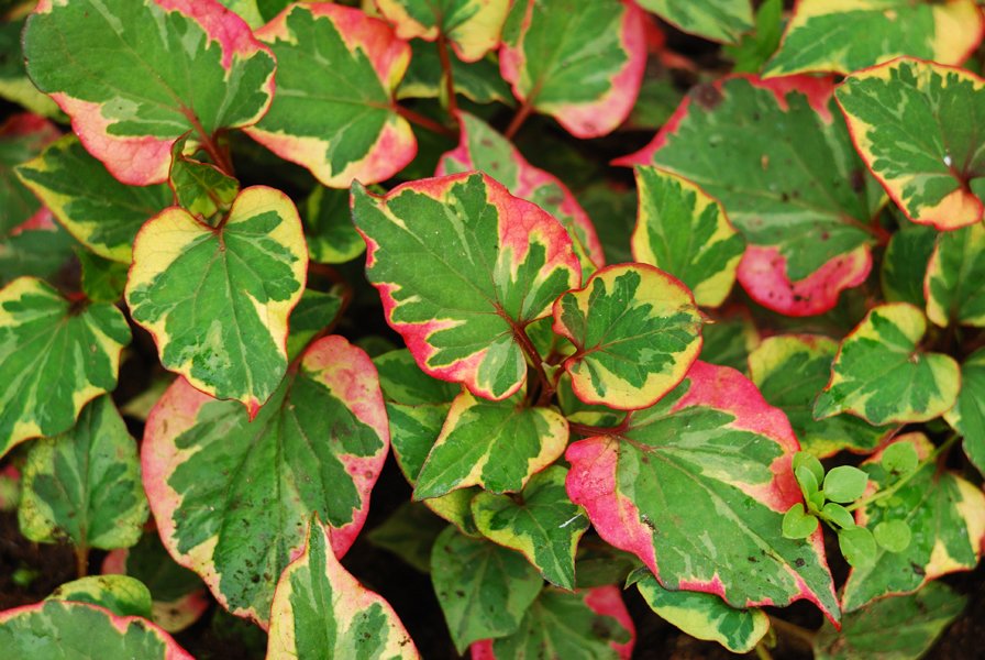 хауттюйния сердцелистная  хауттюйния сердцелистная