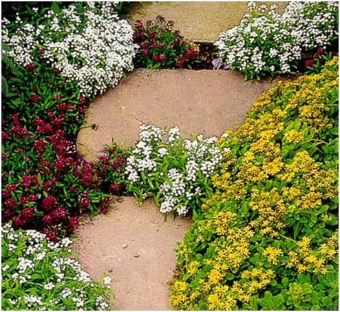 цветущая дорожка цветущая дорожка