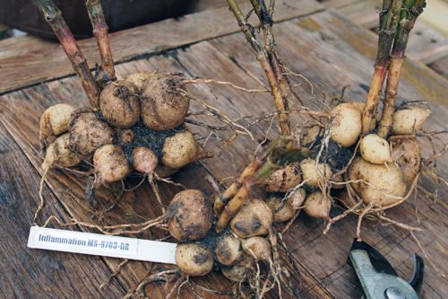 Как правильно хранить клубни георгинов Как правильно хранить клубни георгинов