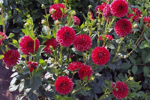 Посадка и уход за георгинами – хранение Посадка и уход за георгинами – хранение клубней