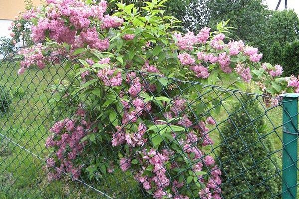 дейция дейция