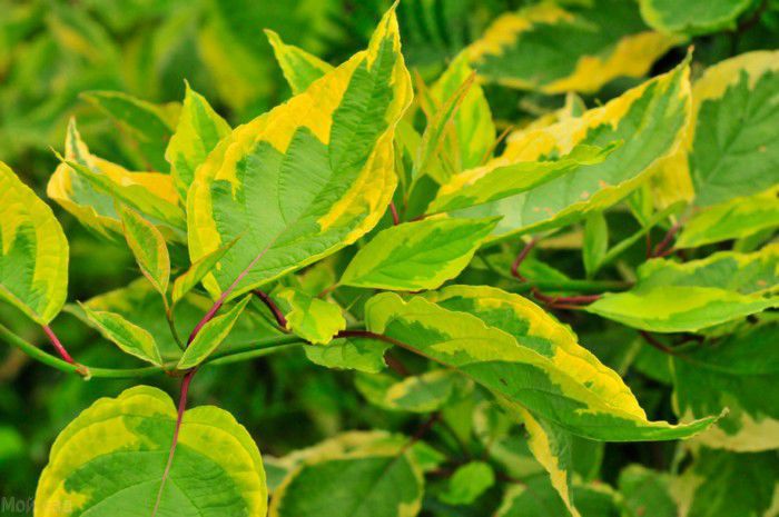 дерен белый Шпета дерен белый Шпета