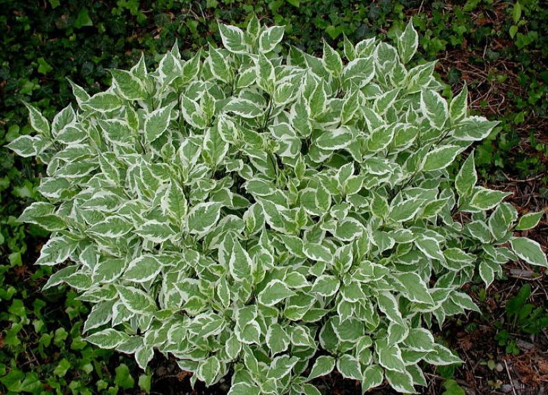 дерен белый дерен белый