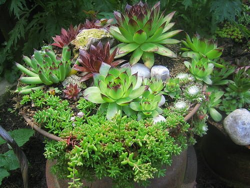 миниатюрные растения для сада