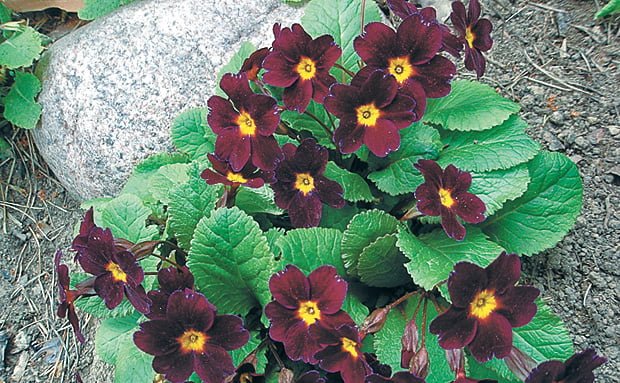 примула Юлии примула Юлии