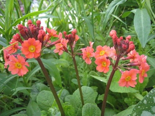 примула многоярусная примула многоярусная