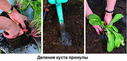 примула садовая размножение примула садовая размножение