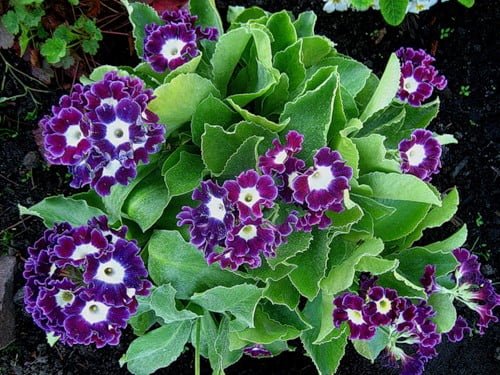 ушковая примула ушковая примула