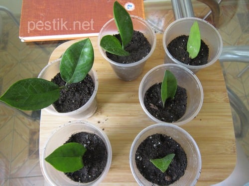 замиокулькас - размножение замиокулькас - размножение