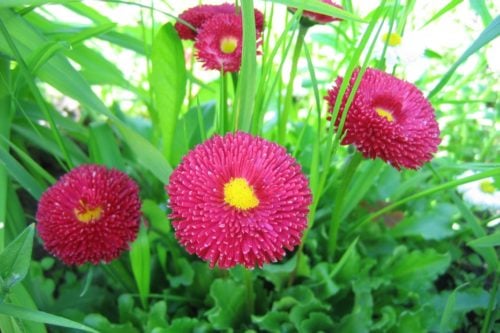 двулетние цветы двулетние цветы