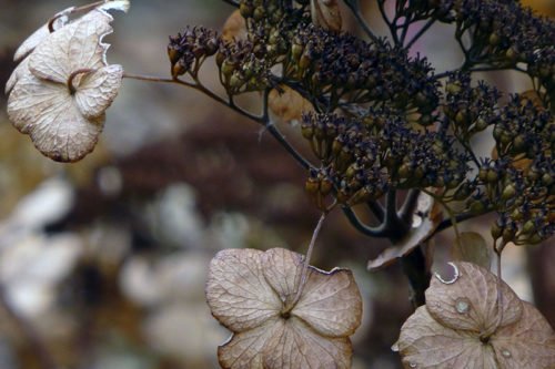 гортензия к зиме Гортензия после цветения осенью